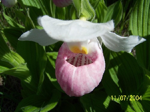 lady slipper-c.jpg (46498 bytes)