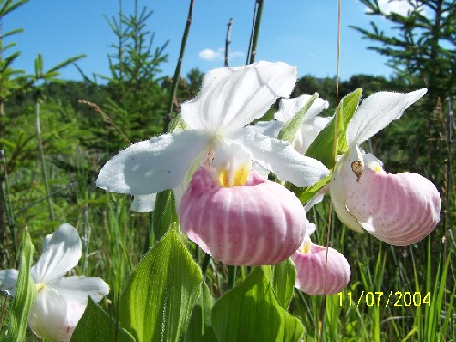 ladyslipper-a.jpg (69595 bytes)