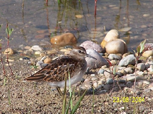 leastsandpiper10.jpg (77464 bytes)