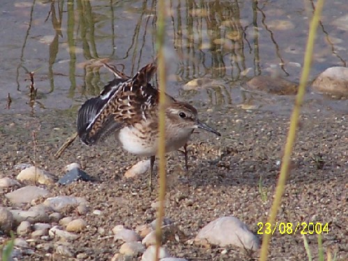 leastsandpiper11.jpg (75039 bytes)