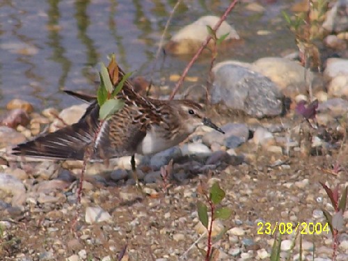 leastsandpiper12.jpg (62665 bytes)