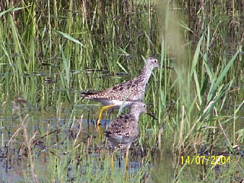 lesser yellowlegs1.jpg (91720 bytes)