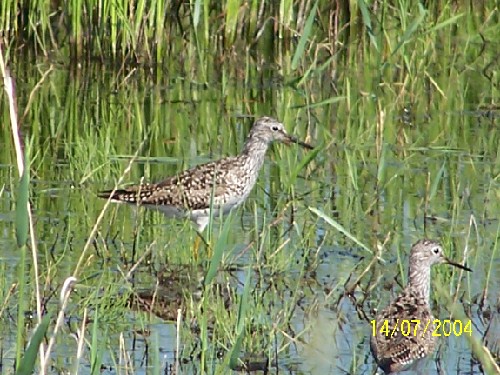 lesser yellowlegs2.jpg (85588 bytes)