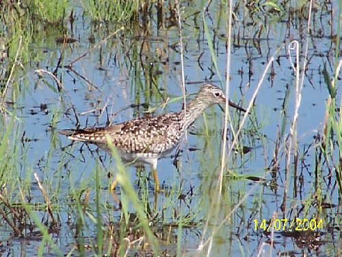 lesser yellowlegs3.jpg (88718 bytes)