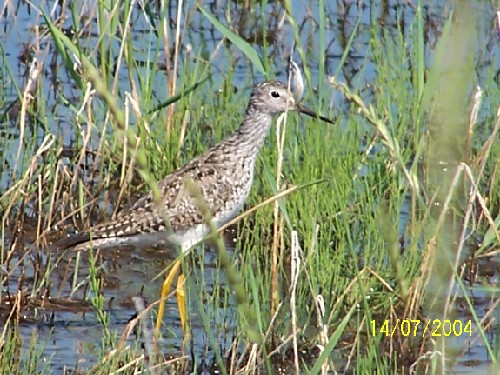 lesser yellowlegs4.jpg (87512 bytes)