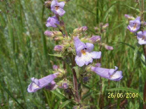 lilacfloweredbeardtongue1.jpg (56212 bytes)