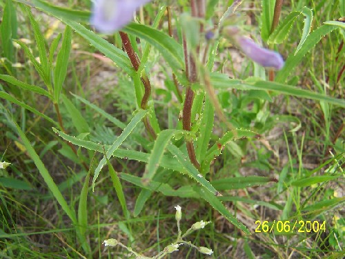 lilacfloweredbeardtongue2.jpg (74139 bytes)