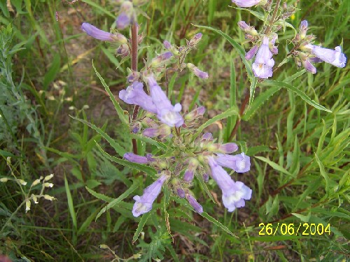 lilacfloweredbeardtongue3.jpg (79963 bytes)