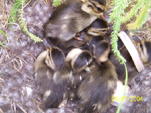 mallardducklings.jpg (81613 bytes)