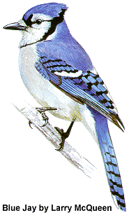 Blue Jay by Larry McQueen