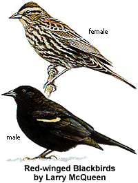 Larry McQueen Red-winged Blackbirds (17956 bytes)