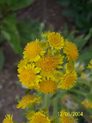 moss ragwort.jpg (44674 bytes)