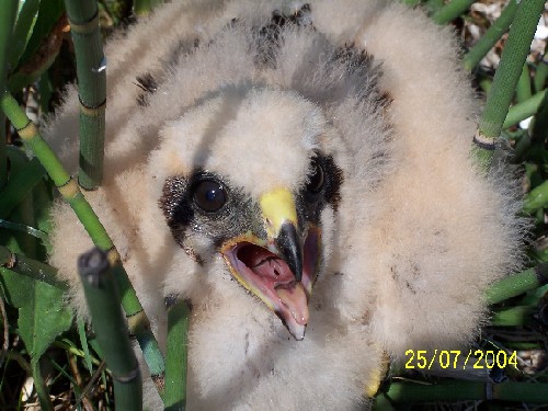 northern harrier babies1.jpg (65430 bytes)