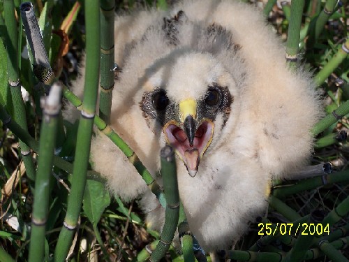 northern harrier babies2.jpg (64737 bytes)