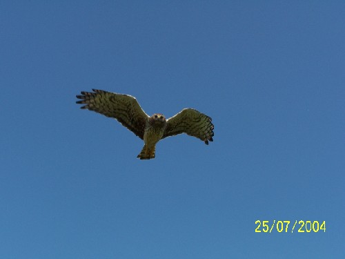 northern harrier divebombing1.jpg (18952 bytes)