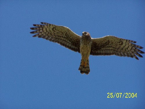 northern harrier divebombing2.jpg (25296 bytes)