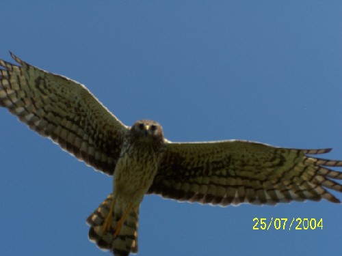 northern harrier divebombing3.jpg (27674 bytes)