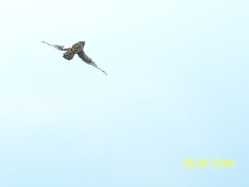 northern harrier flying upsidedown1.jpg (9422 bytes)