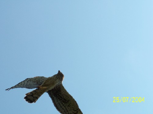 northern harrier flying upsidedown2.jpg (17351 bytes)