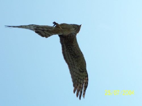 northern harrier flying upsidedown3.jpg (17710 bytes)