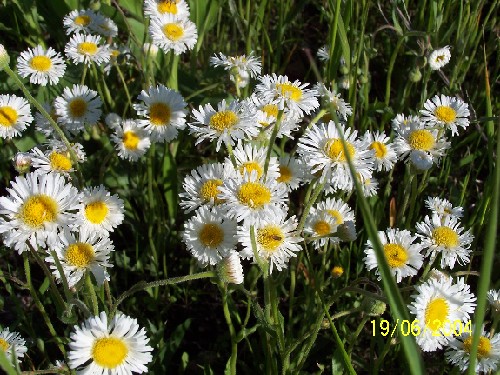 ox-eye daisy1.jpg (97297 bytes)