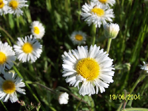 ox-eye daisy2.jpg (57806 bytes)