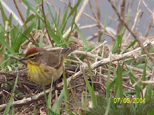 palm warbler.jpg (71909 bytes)