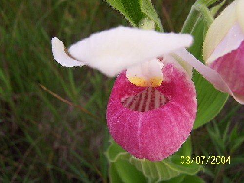 pink lady slipper1.jpg (43481 bytes)