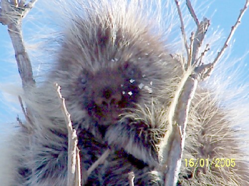 porcupine1.jpg (65217 bytes)