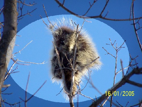 porcupine2.jpg (60810 bytes)