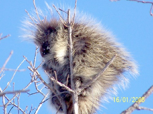 porcupine3.jpg (64363 bytes)