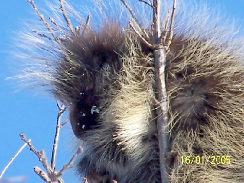 porcupine4.jpg (74439 bytes)