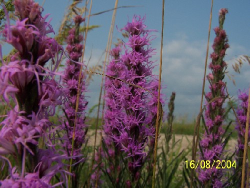 prairie blazing star 1.jpg (62205 bytes)