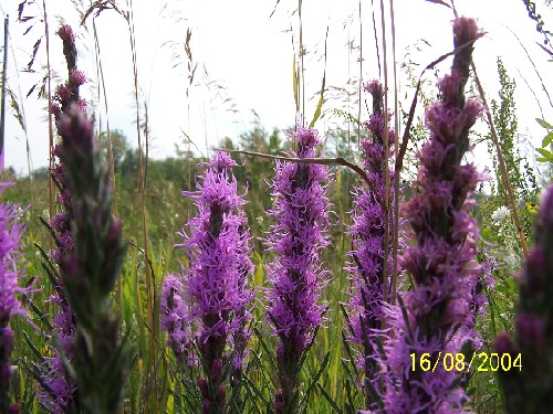 prairie blazing star 3.jpg (89042 bytes)