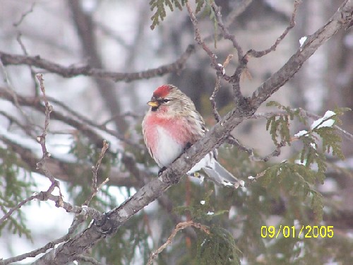 redpoll10.jpg (56884 bytes)