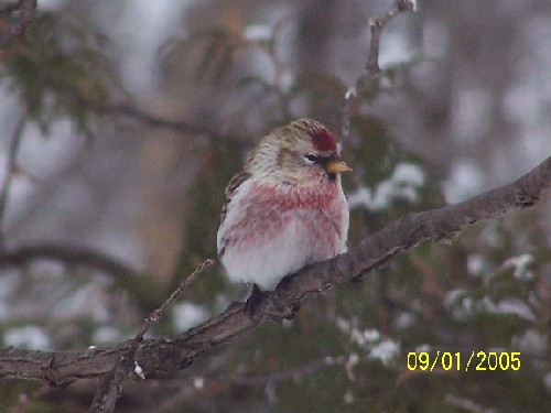 redpoll11.jpg (43457 bytes)