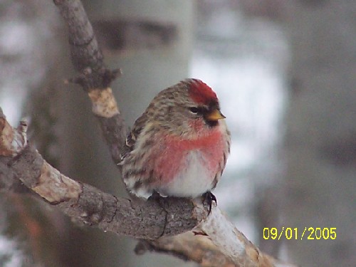 redpoll12.jpg (41225 bytes)