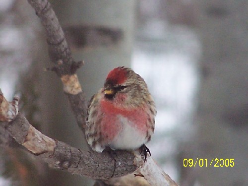 redpoll13.jpg (40027 bytes)