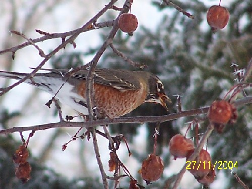 robin12.jpg (60867 bytes)