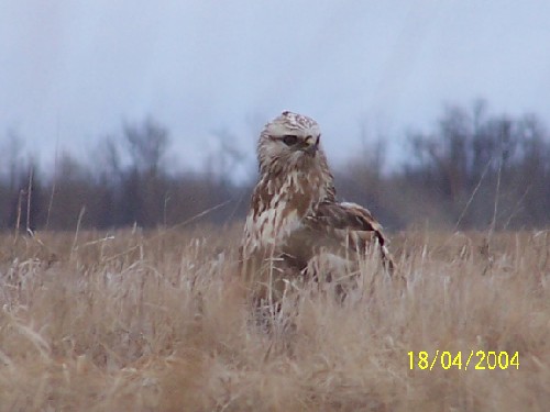 roughleggedhawkB.jpg (35428 bytes)