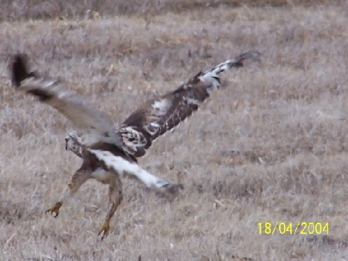 roughleggedhawkD.jpg (52485 bytes)