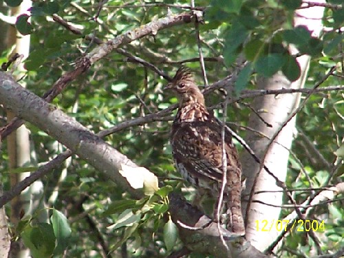 ruffed grouse 1.jpg (80877 bytes)