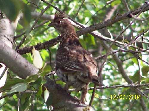 ruffed grouse 2.jpg (73308 bytes)