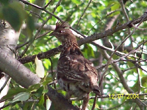 ruffed grouse 3.jpg (73981 bytes)