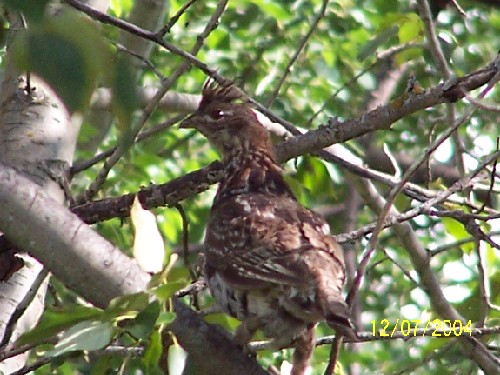 ruffed grouse 4.jpg (74285 bytes)