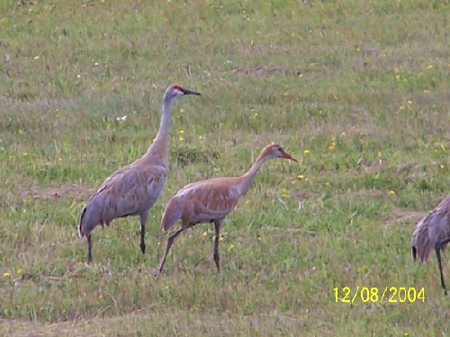 sandhill crane1.jpg (62933 bytes)