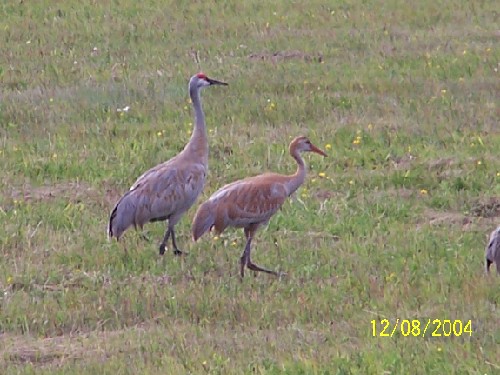 sandhill crane2.jpg (63932 bytes)