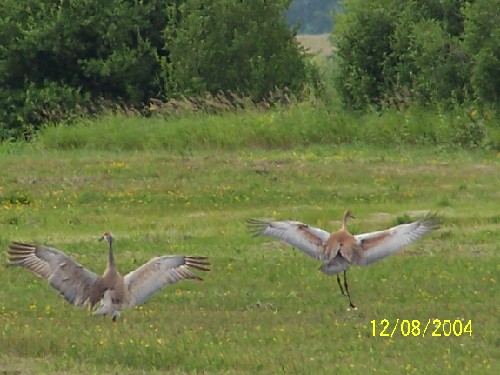 sandhill crane3.jpg (57508 bytes)