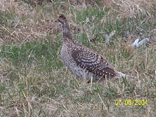 sharptail grouse1.jpg (92716 bytes)