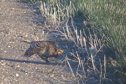 sharptail grouse2.jpg (71756 bytes)